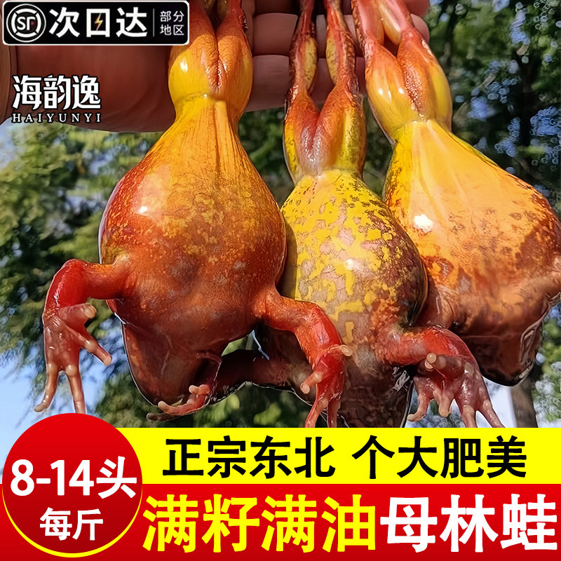 东北林蛙鲜活冷冻母豹子满籽满油雪蛤工公林蛙活蛙新鲜商用批发