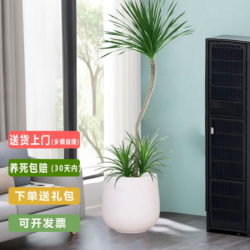 龙血树客厅绿植室内办公室大型造型黑珍珠四季常青好养易活绿植