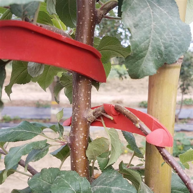 果树拉枝定型器小号拉枝器大号开角器农业弯枝器拨枝器压枝定型器