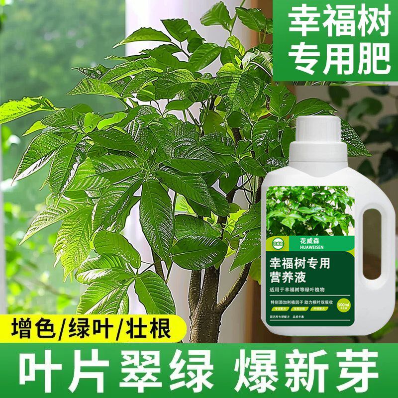 幸福树专用营养液肥料治黄叶掉叶子干枯急救室内盆栽绿植通用肥料