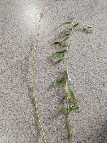 鲜柳条编织花环diy材料手工制作头饰 鲜柳树支条手环可圈 可绕