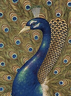 郎世宁孔雀开屏图传统工笔花鸟画临摹范本中式装饰画艺术绢布画心