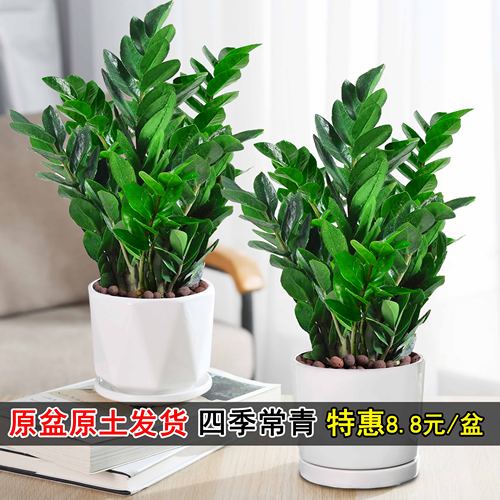 金钱树盆栽植物室内好养花卉客厅四季办公室大发财树招财绿植盆景