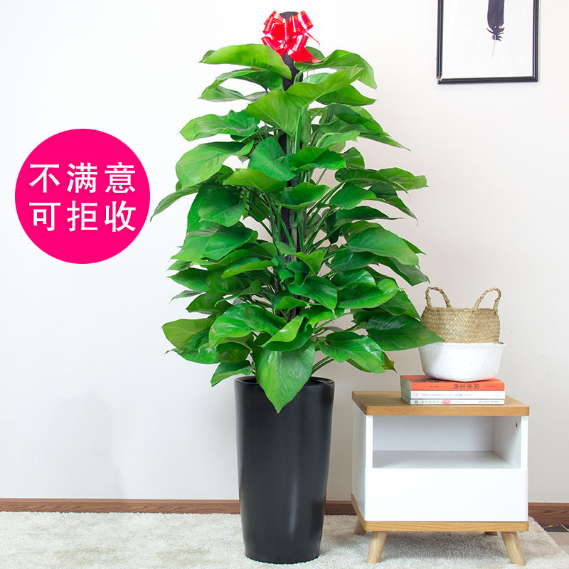 大绿萝盆栽室内办公室客厅花卉室内花观花植物大叶吸甲醛成都绿植