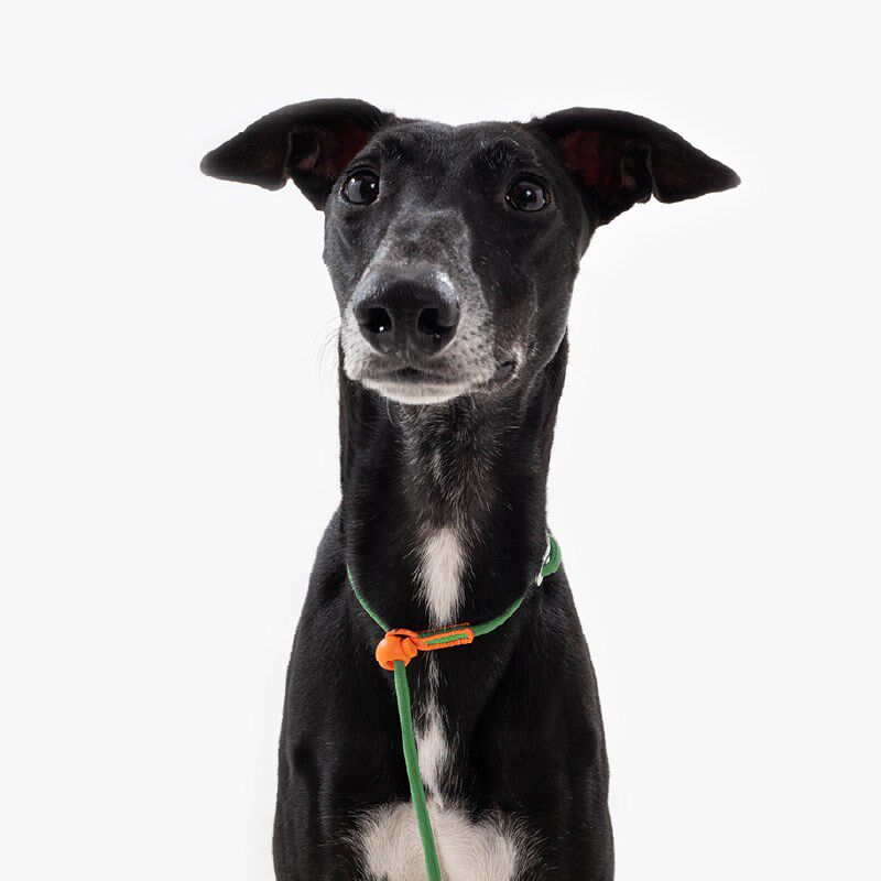 maogoublue狗狗p绳中小型宠物犬防爆冲训犬遛狗p链新手幼犬牵引绳