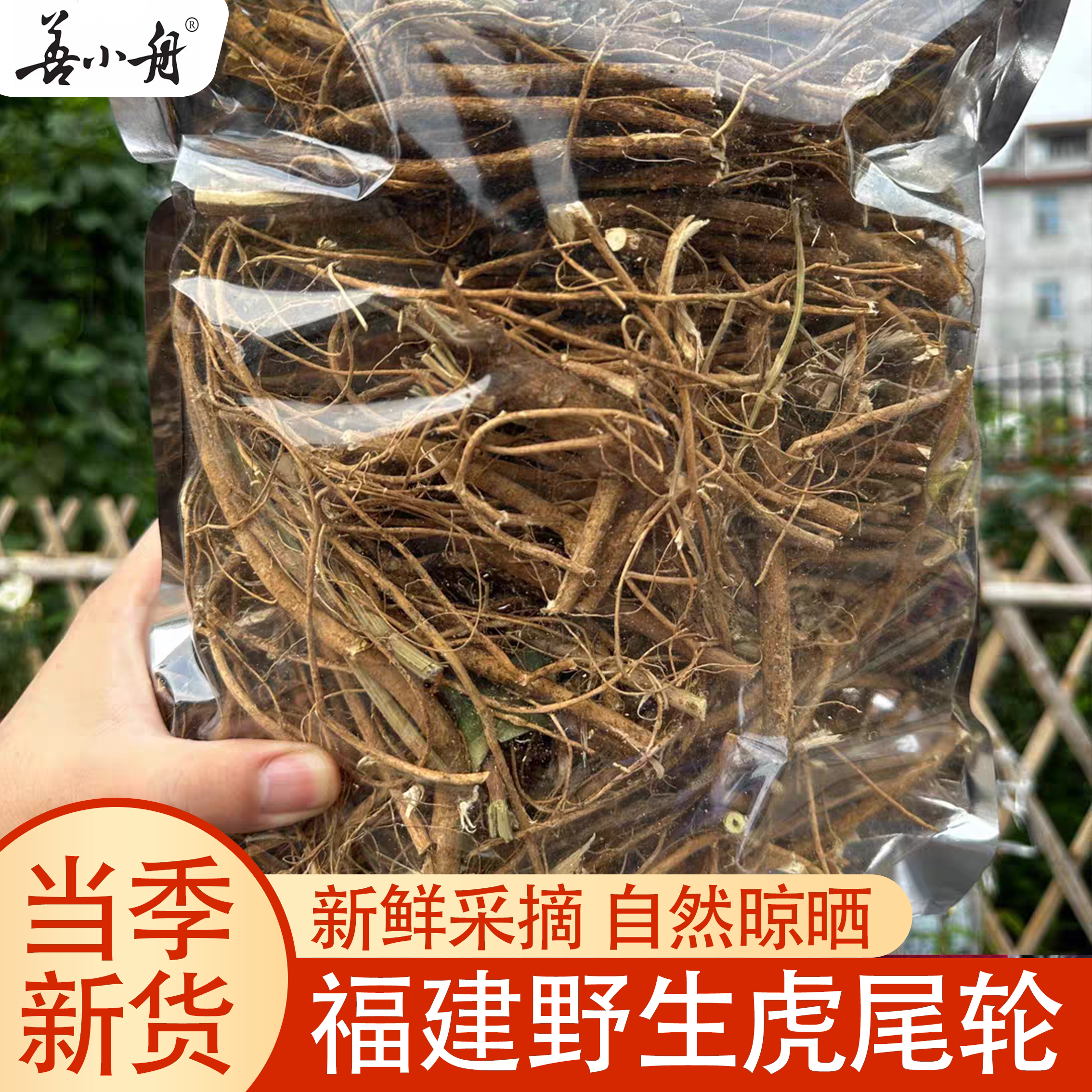 善小舟福建野生虎尾轮