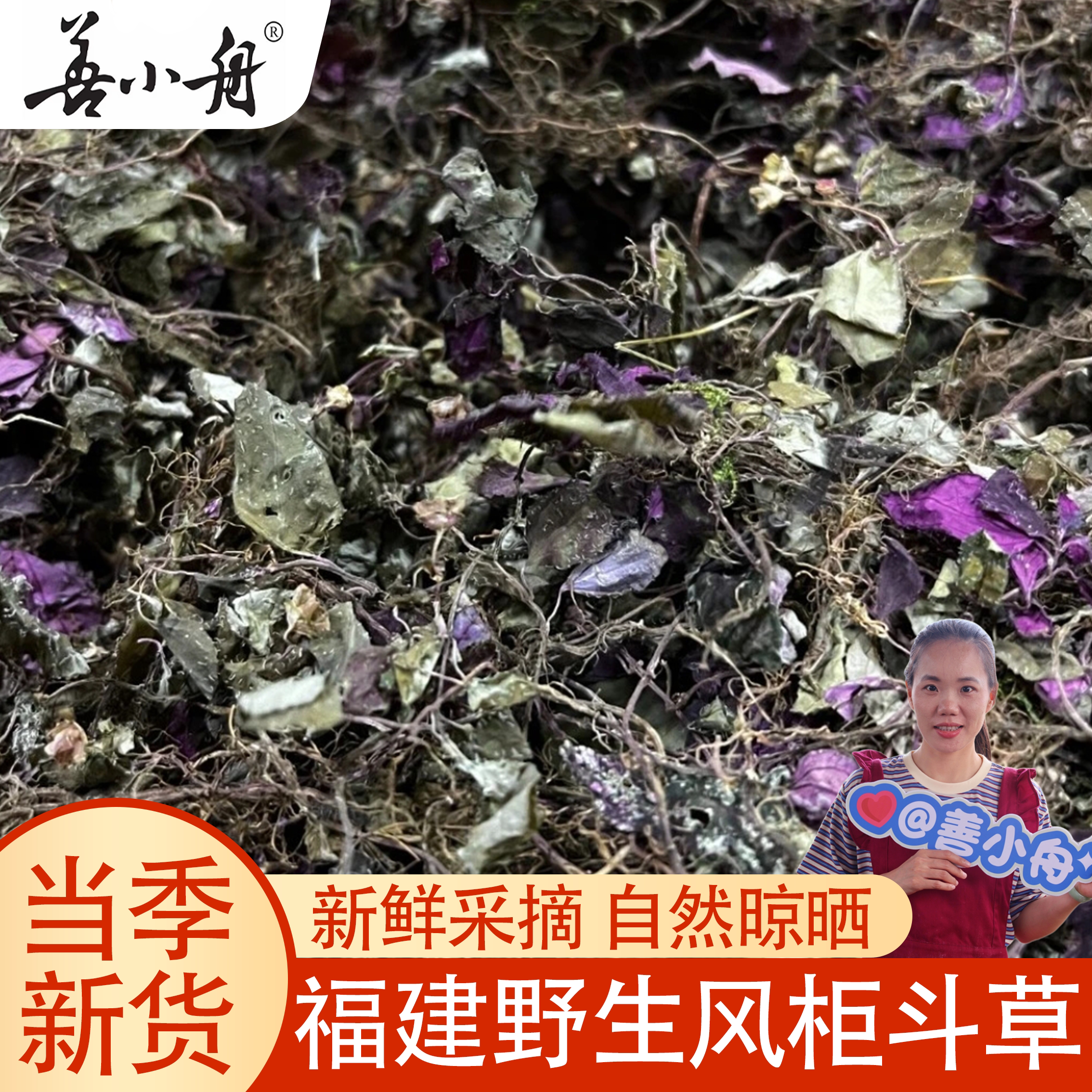 善小舟福建风柜斗草500g