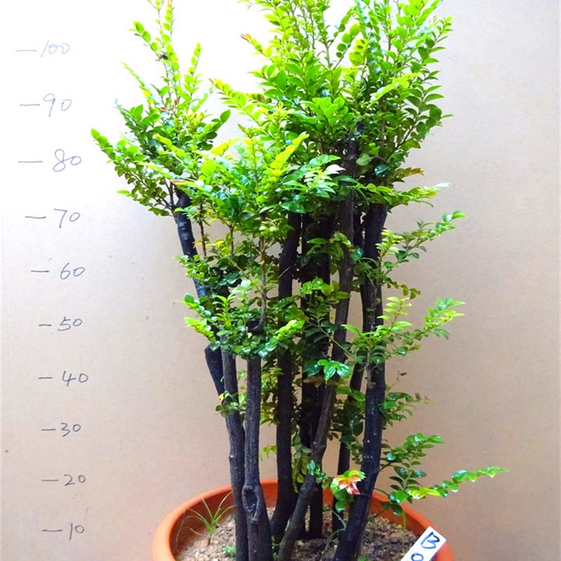 大型盆栽小叶紫檀盆景 四季常青木本植物吸甲醛 客厅摆件庭院绿植