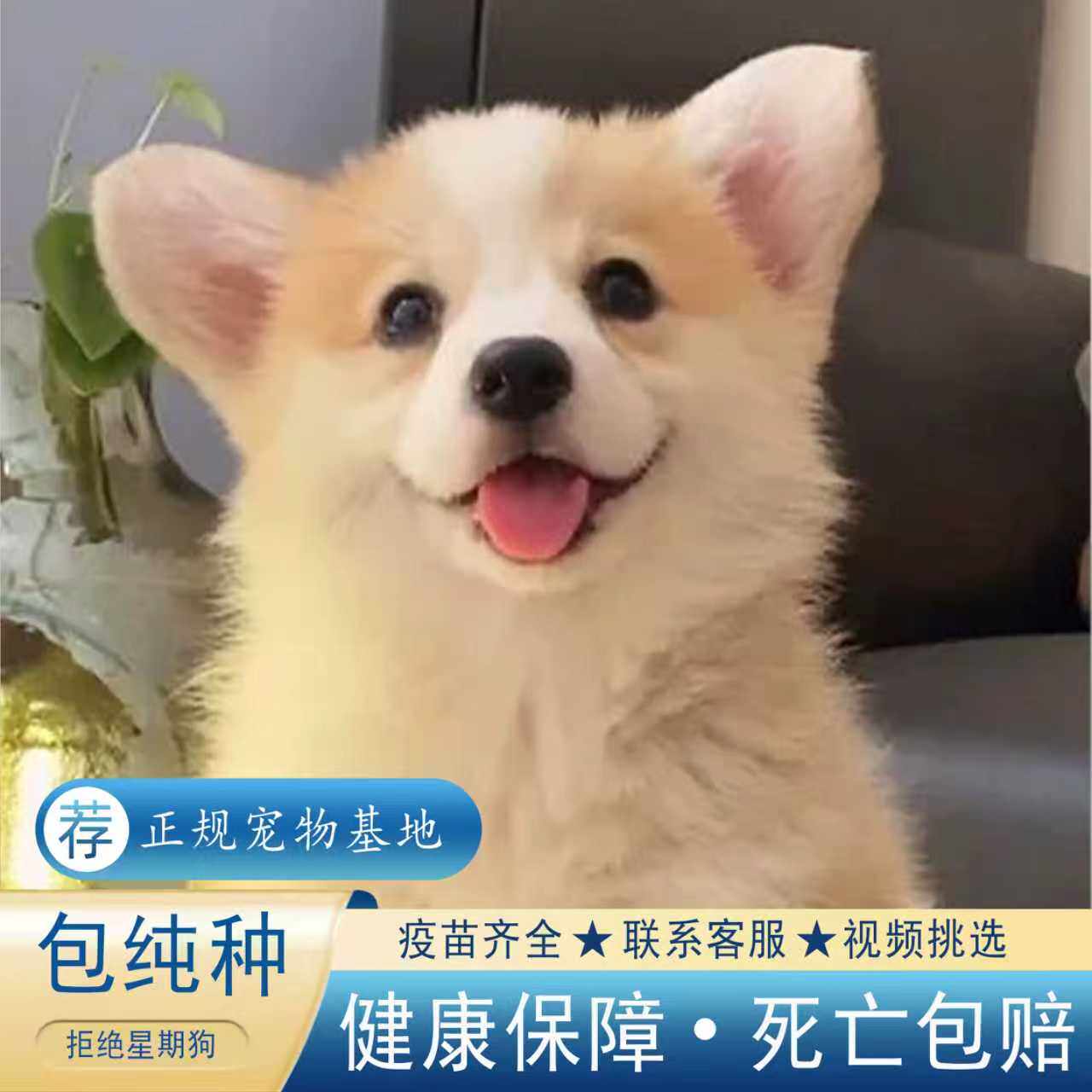 【正规犬舍】柯基幼犬纯种双色三色柯基犬威短腿小型犬活体宠物狗