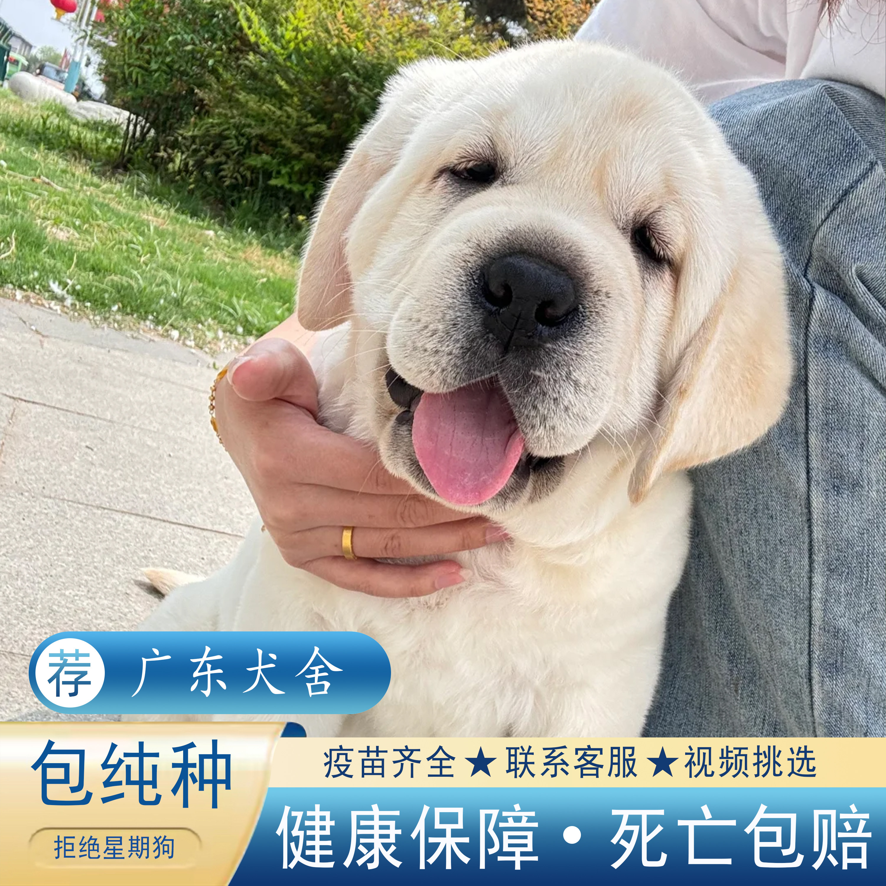 【广东犬舍】拉布拉多幼犬血统拉布拉多神犬小七中型犬活体宠物狗