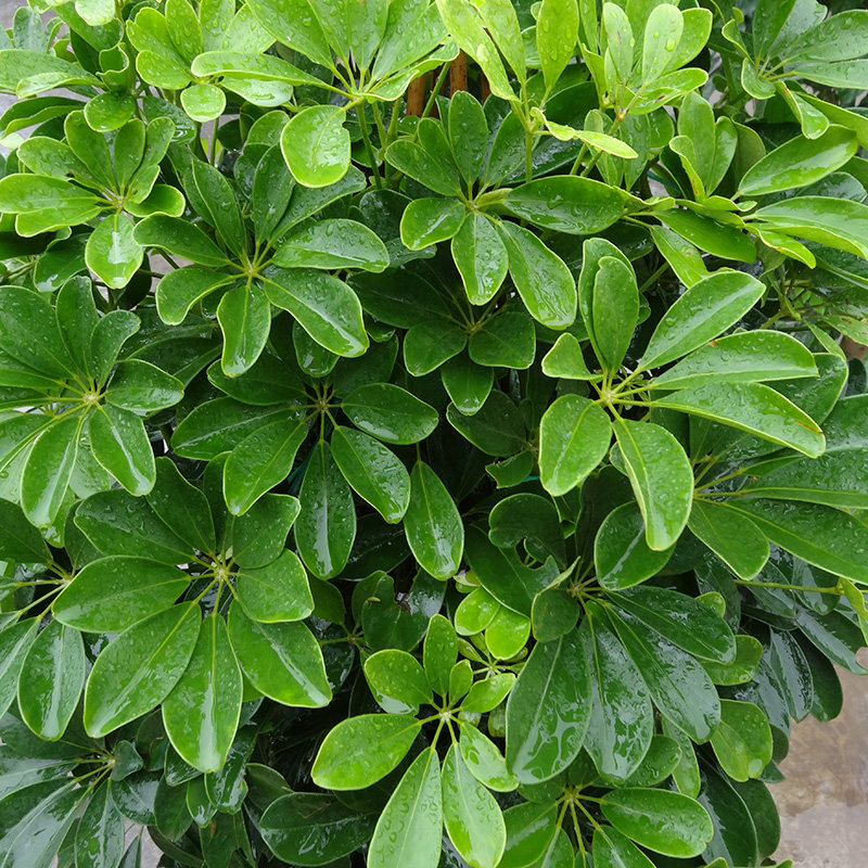鸭脚木盆栽 大型绿植鸭掌木吸甲醛植物净化空气 客厅室内阳台花卉