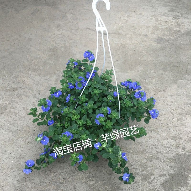 蓝星花盆栽带花苞阳台庭院吊兰花卉开花百万小玲垂吊矮牵牛花