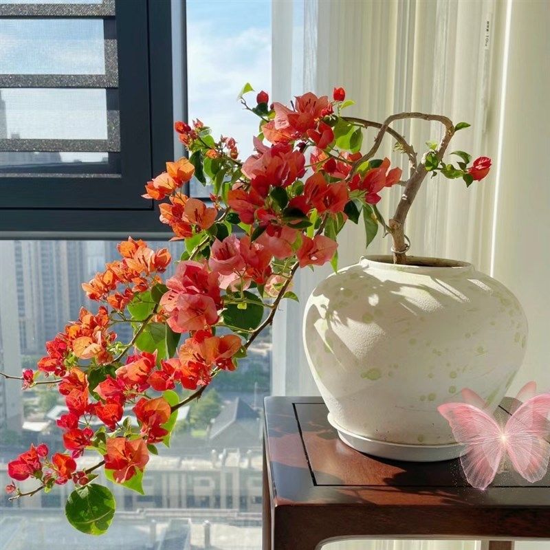 三角梅不甜西瓜苏瓦娜金心橙白粉天使波伊斯玫瑰阳台花园庭院植物图片