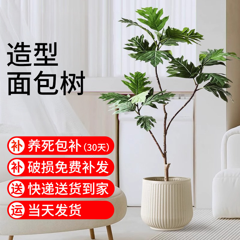 造型面包树办公室大型绿植客厅四季常青好养网红植物盆栽造景落地