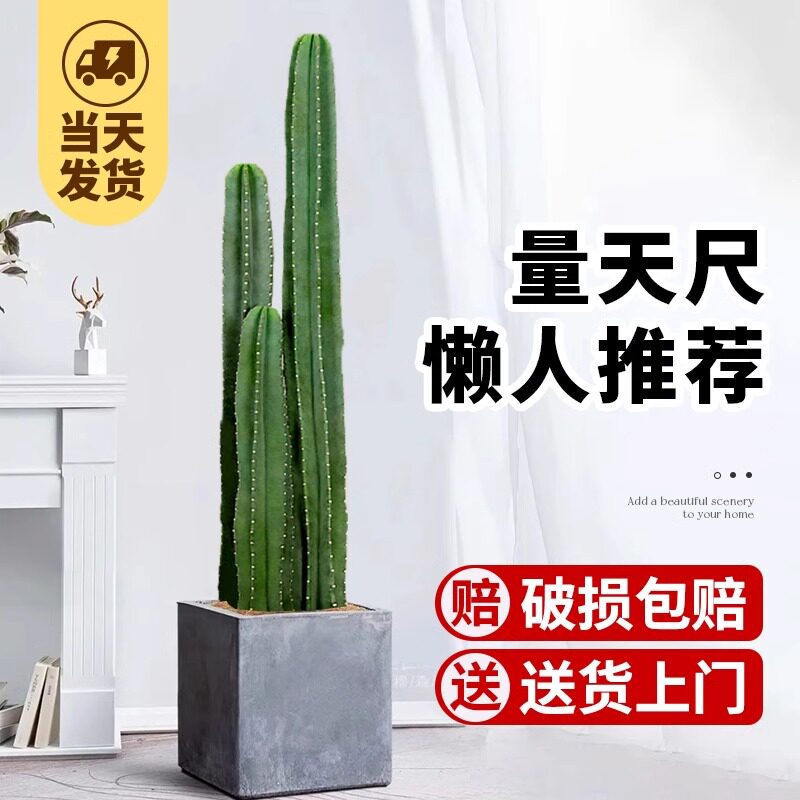 量天尺仙人柱盆栽客厅大型绿植网红仙人掌多肉落地植物室内好养活