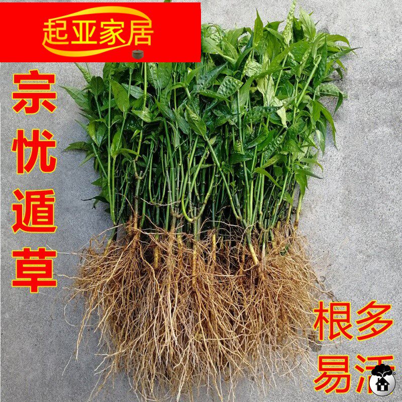 正宗马来西亚忧遁草种植育苗枝条新鲜优盾草易活优遁草苗黎王草苗