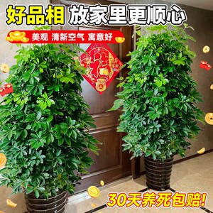 鸭脚木客厅大盆栽真绿植办公室内八方来财鸭掌木大型四季常青植物