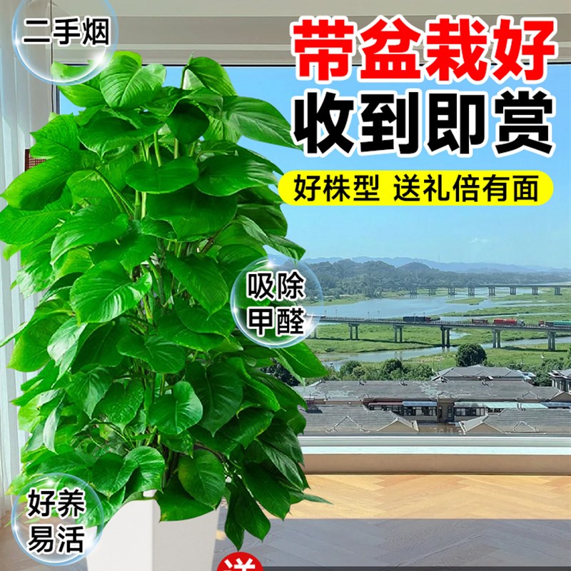 绿箩柱盆栽室内客厅大型花盆绿植乔迁新居吸除去新房甲醛绿萝植物