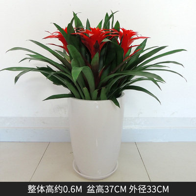 鸿运当头凤梨花盆栽卧室客厅室内植物办公室前台年宵花卉广州直送