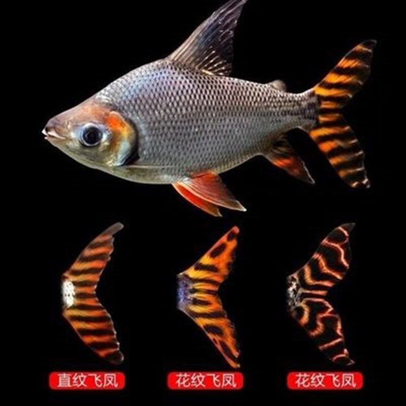飞凤鱼观赏鱼直纹大型全直纹飞凤鱼观赏鱼11纹13纹