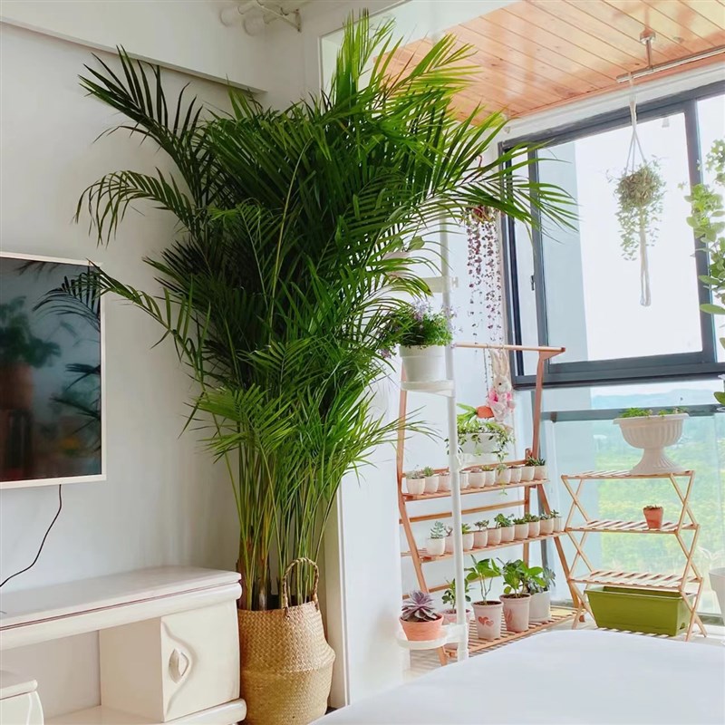 散尾葵盆栽室内办公室大型绿植花卉夏威夷竹吸甲醛凤尾竹盆景植物