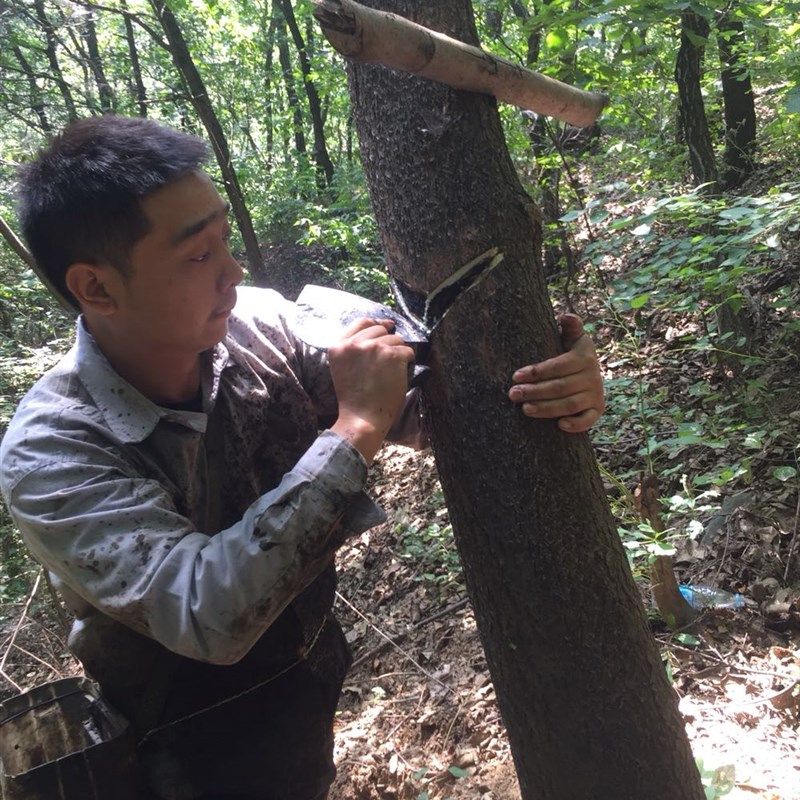 生漆包邮 天然土漆 大漆 精细过滤 保质保量 无任何添加 85元一斤