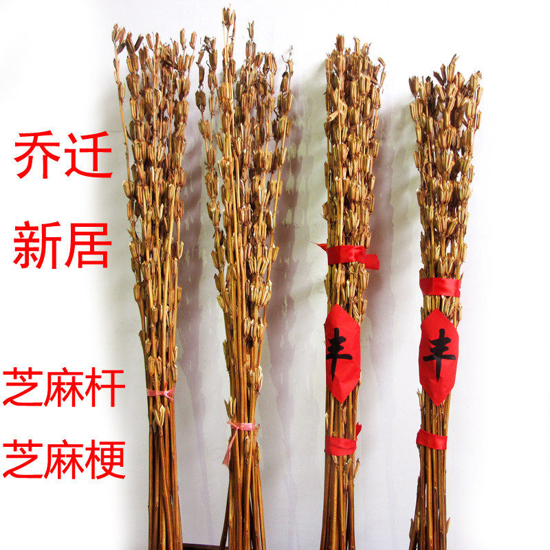 芝麻秆黑杆梗秸开花节节