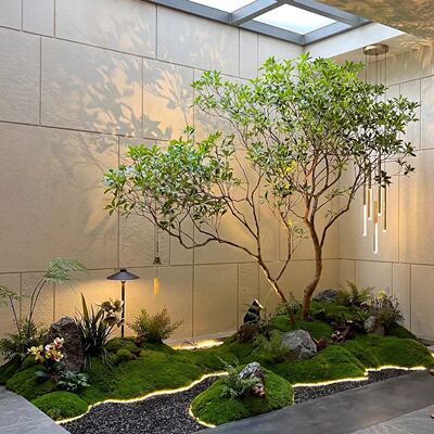 彷真马醉木橱窗造景植物