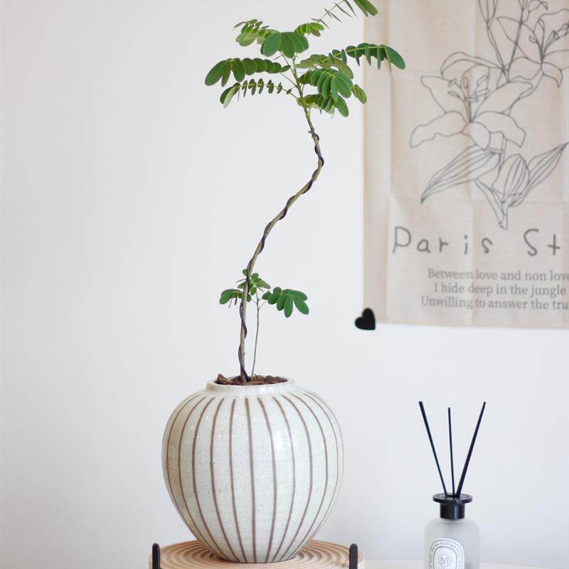 土生土长+黄花魁室内外造型艺术盆景观赏绿植网红盆栽
