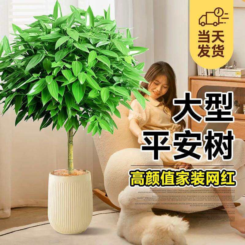 平安树绿植室内大m型客厅落地大号盆栽大棵旺宅树幸福树禄植真花
