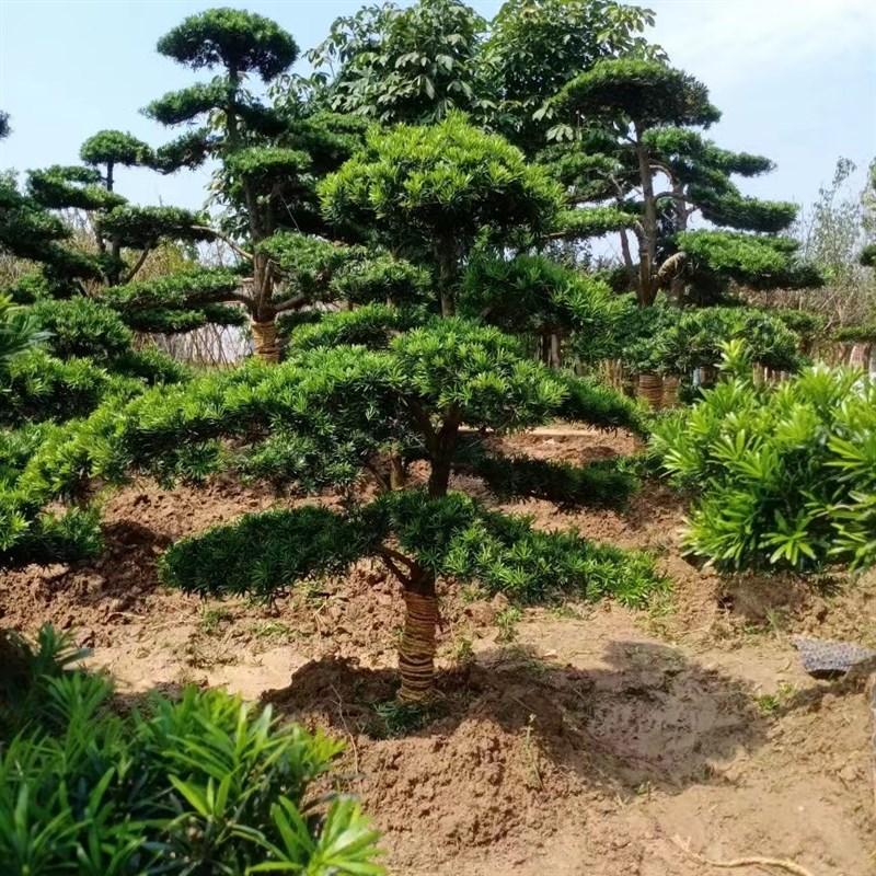 小叶雀舌罗汉松造型树一对一选树