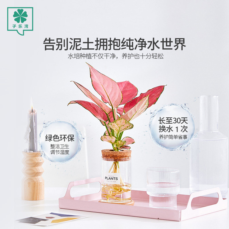 竹芋水培植物绿萝办公室内四季好养花卉虎皮兰文竹水养绿植小盆栽
