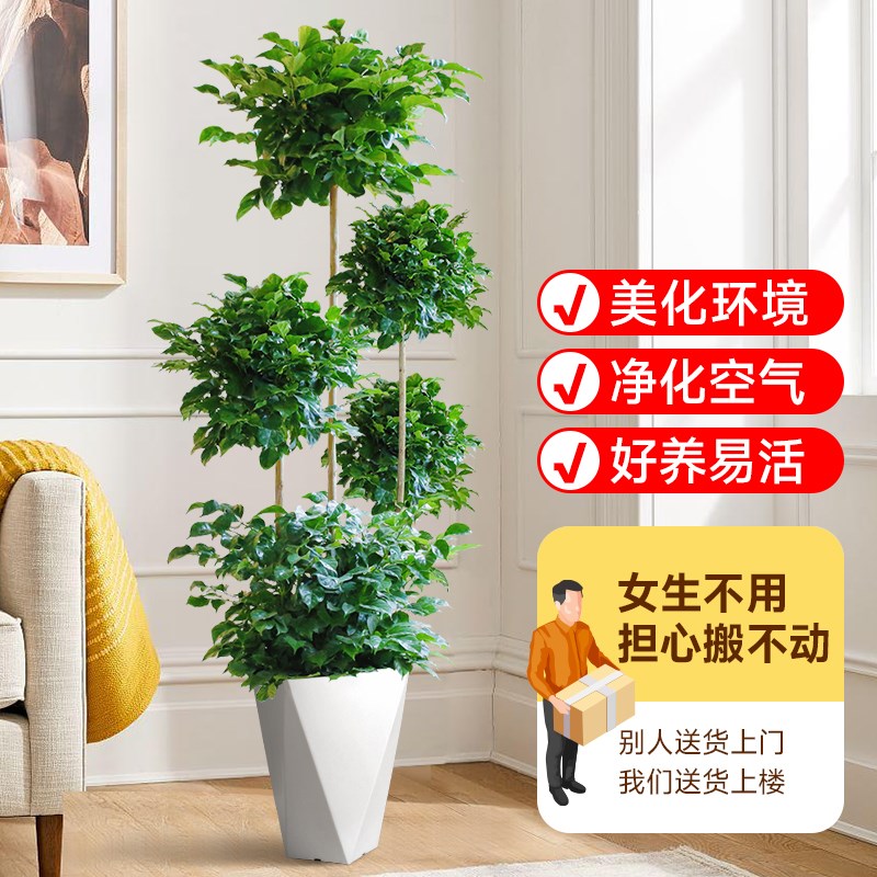 五层幸福树盆栽新家吸甲醛绿植室内落地大号网红植物四季常青好养