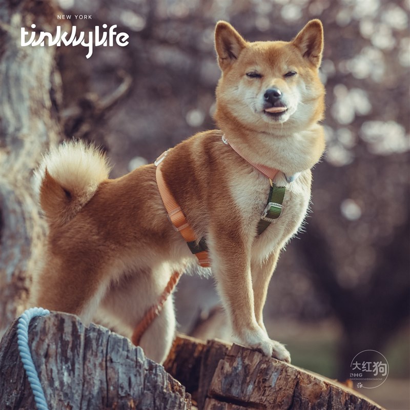 tinklylife彩虹渐变色牵引绳狗狗外出工字不脱套遛狗胸背带可系腰