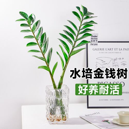 水培植物金钱树盆栽室内绿植发财树耐阴招财钱串子办公室客厅花卉