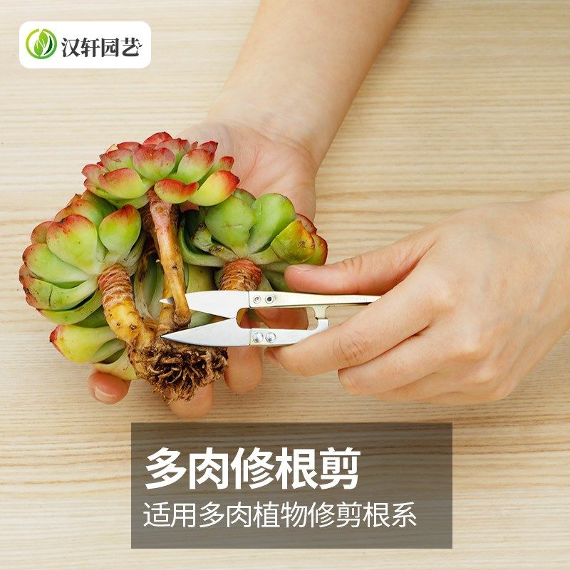 汉轩 多肉花卉园艺工具多肉修根剪刀小剪子植物修枝修叶小型剪刀