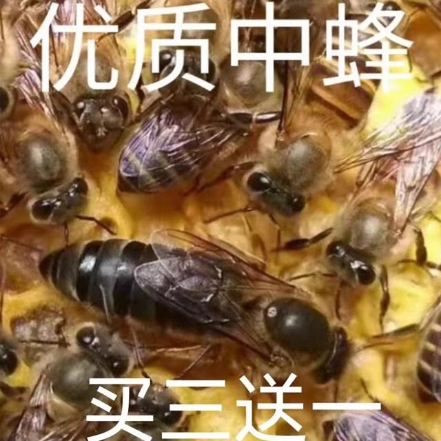 处女王新王中蜂种蜂王中蜂活体产卵新开产王中蜂王活体蜜蜂群