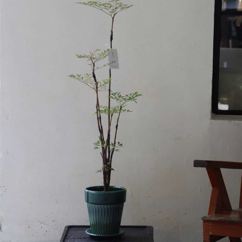 苏太植物 大型南天竹喜阳耐阴植物 室内客厅书房好养花卉一物一拍