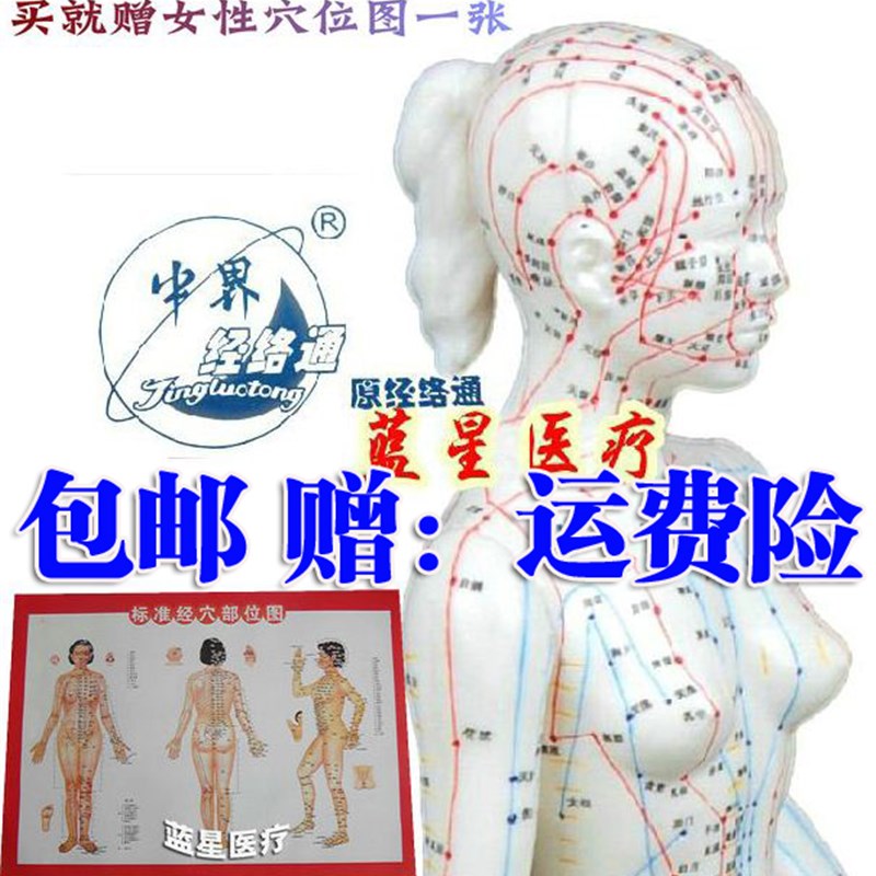 正品 上海经络通超清晰 人体针灸穴位模型/ 女 男/48CM-国标版