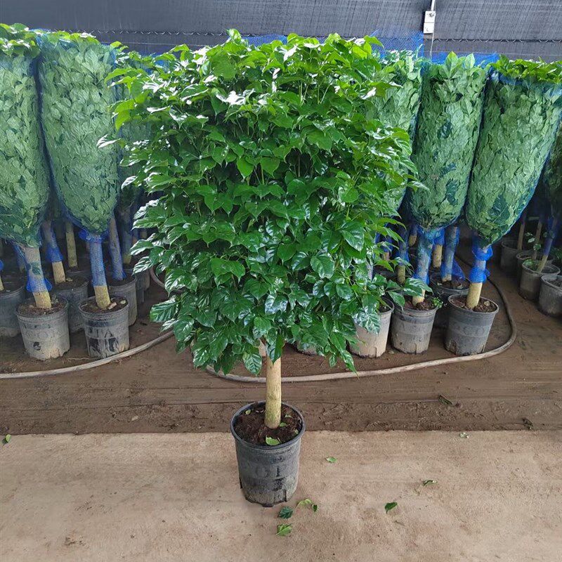 幸福树盆栽办公室客厅大型绿植盆景平安树驱蚊植物开业乔迁花卉