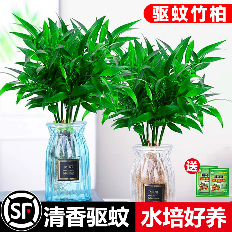驱蚊竹柏富贵竹水培植物盆四季好养栽水养花卉室内阳台办公室桌面