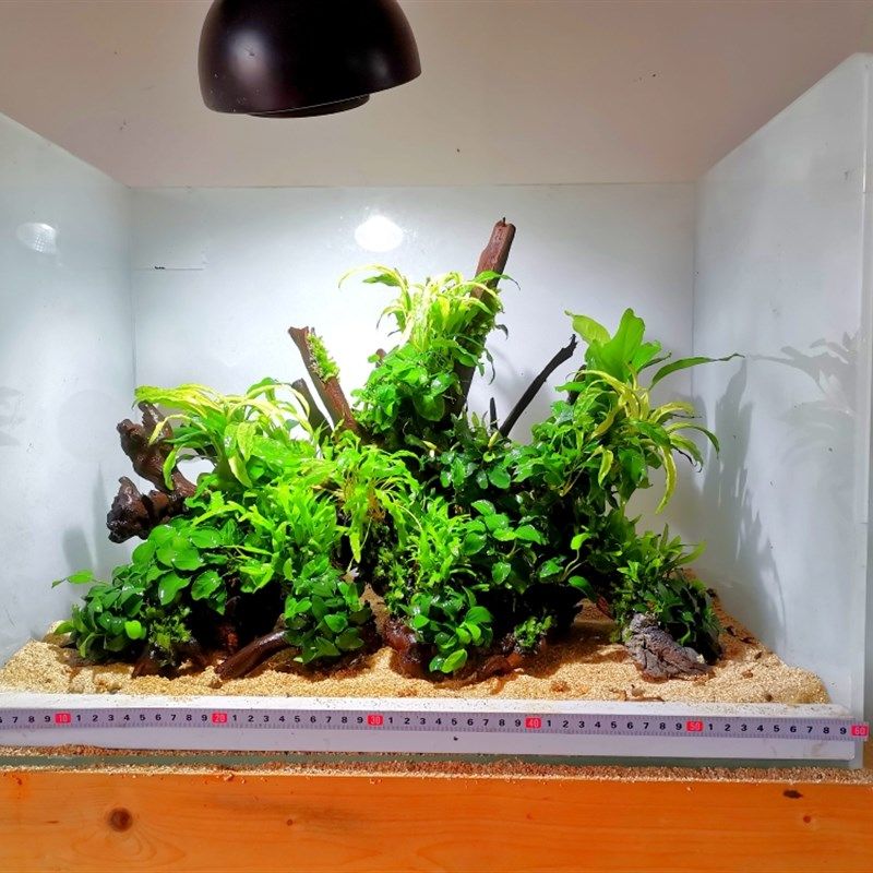 生命之树 沉木树桩骨架 阴性水草 鱼缸造景 懒人景一体拼接骨架