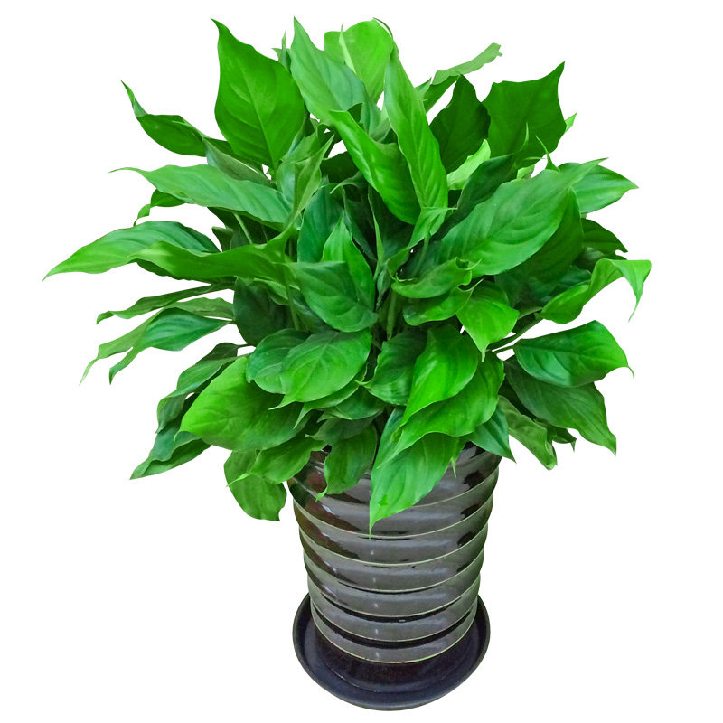 1米万年青盆栽 中大型绿植室内植物家庭办公室除甲醛四季常青植物