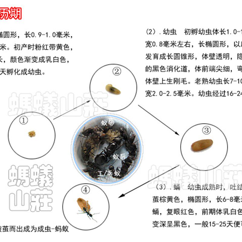 PK版蚂蚁工坊 新对战版蚂蚁城堡宠物蚁巢庄园家园王国窝送2群蚁后