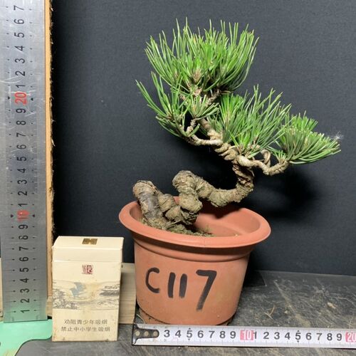 黑松短针暴皮老盆精品练手素材矮霸新品盆栽盆景籽播提根阳台绿植