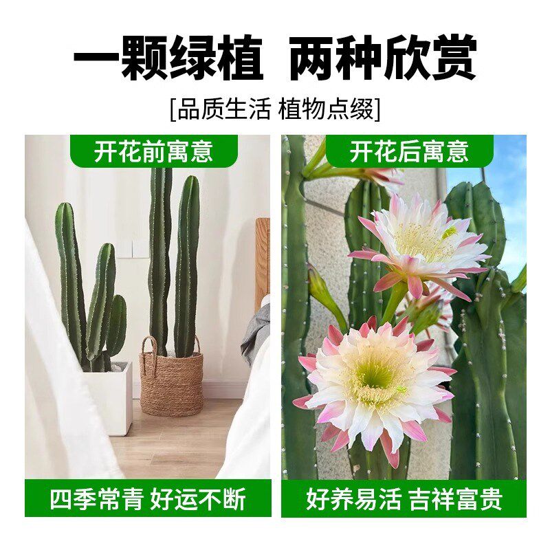 量天尺仙人柱盆栽客厅大型绿植网红仙人掌多肉落地植物室内好养活