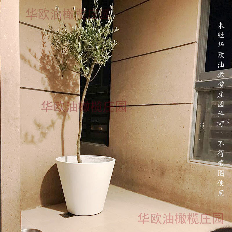 华欧油橄榄树树苗盆栽室内大型绿植真植物庭院阳台客厅树桩北欧风
