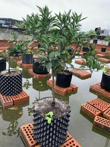 控根器植树专用黑色塑料围树板快速育苗花盆景观园艺围栏加厚底盘