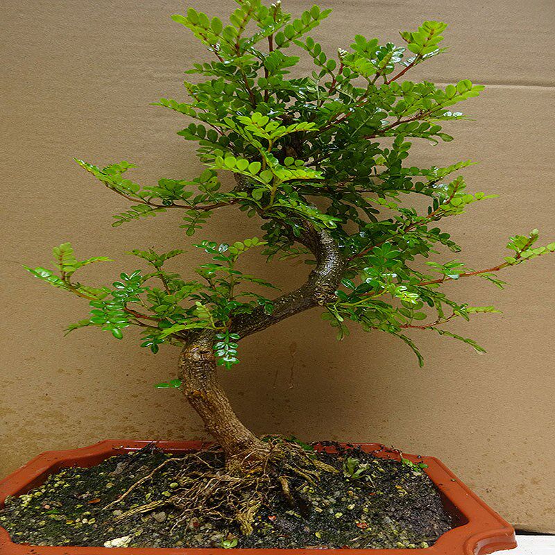 清香木胡椒木盆景植物室内花卉绿植净化空气四季好养 驱蚊草盆栽