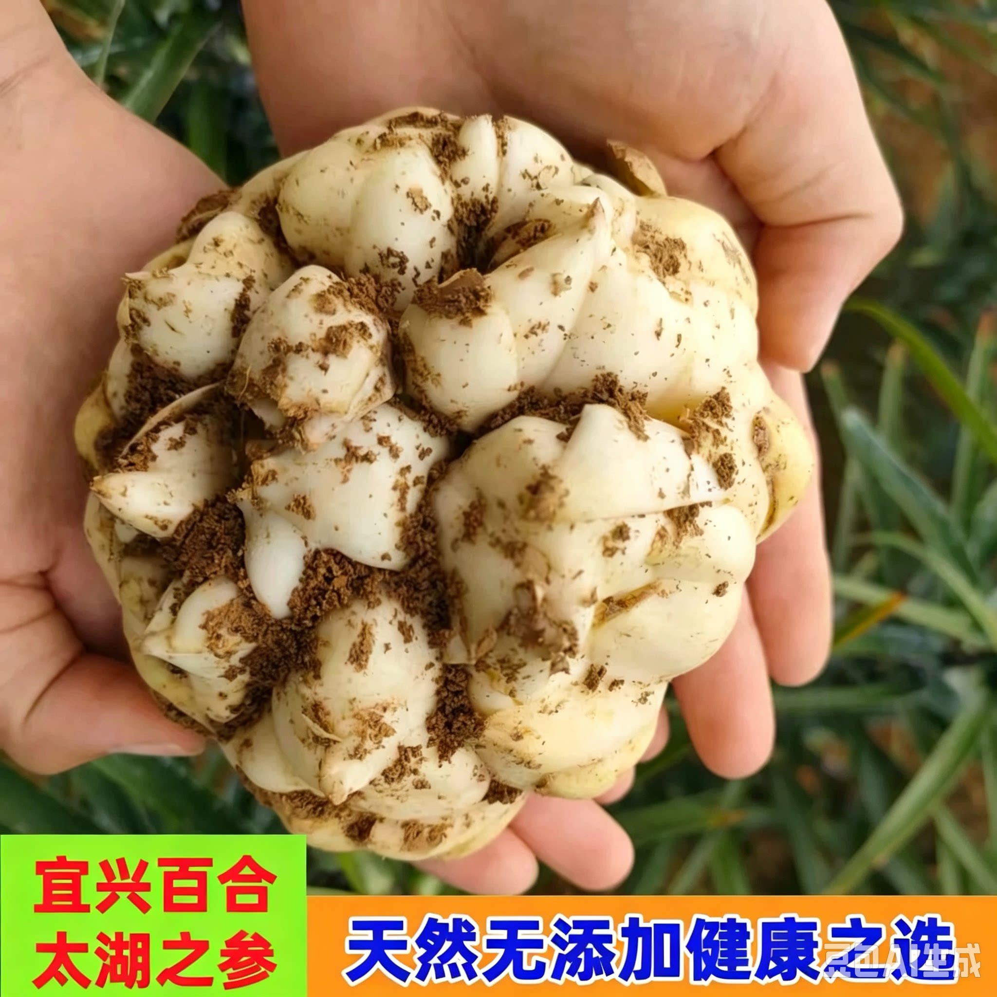 宜兴新鲜百合现挖卷丹百合农家自种无硫酸药食同源微苦粉糯包邮